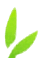 Leaf icon